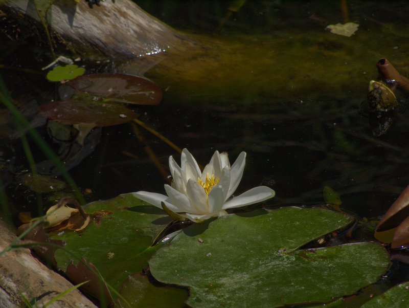 Orth,
      Nymphaea